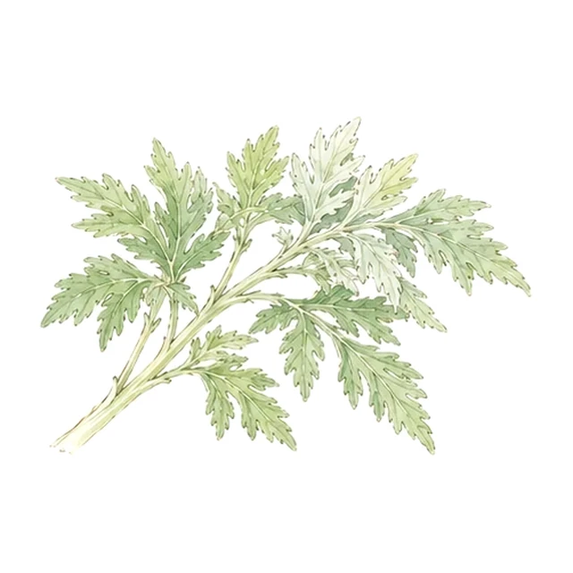 今日のハーブ:よもぎ餅の香り草