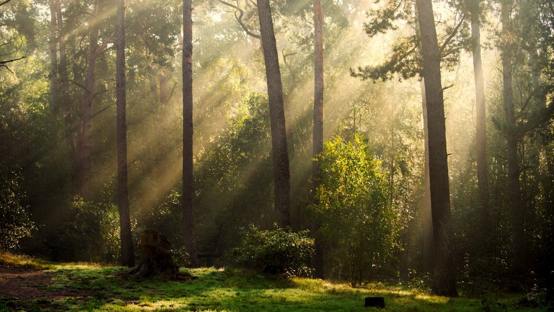 forest sunlight rays warm hope golden light trees