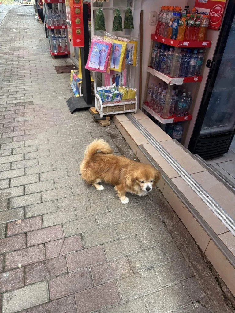 ペルー旅日記