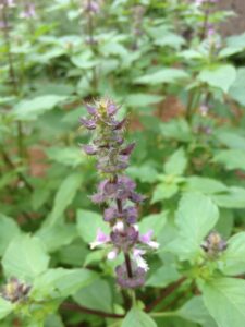 トゥルシー（ホーリーバジル）の花と葉