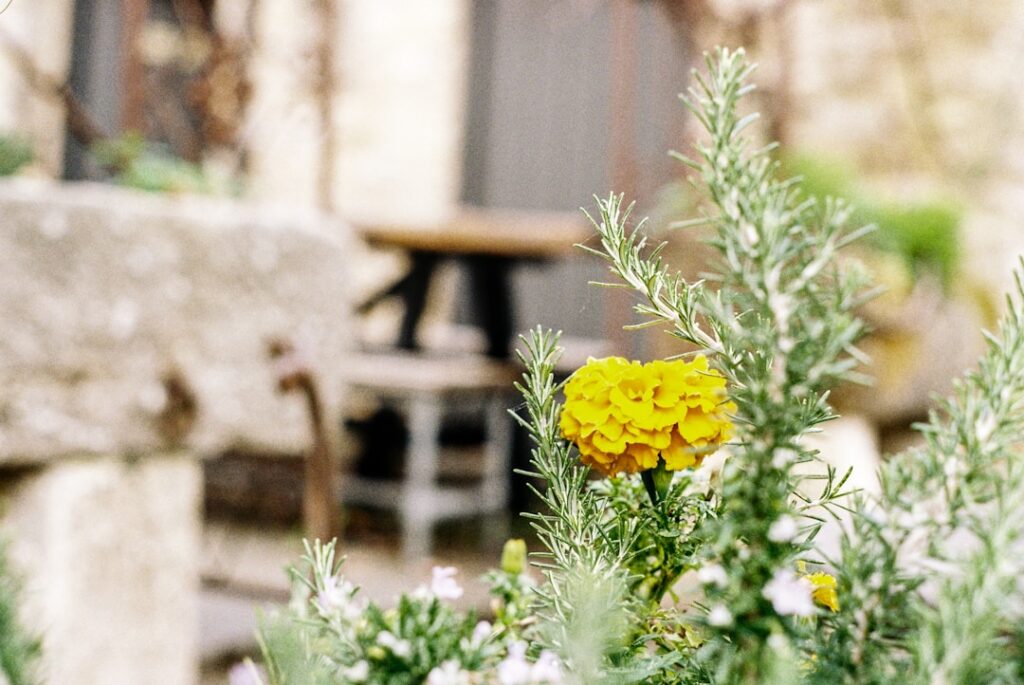 A single yellow flower blooms amongst green foliage.
