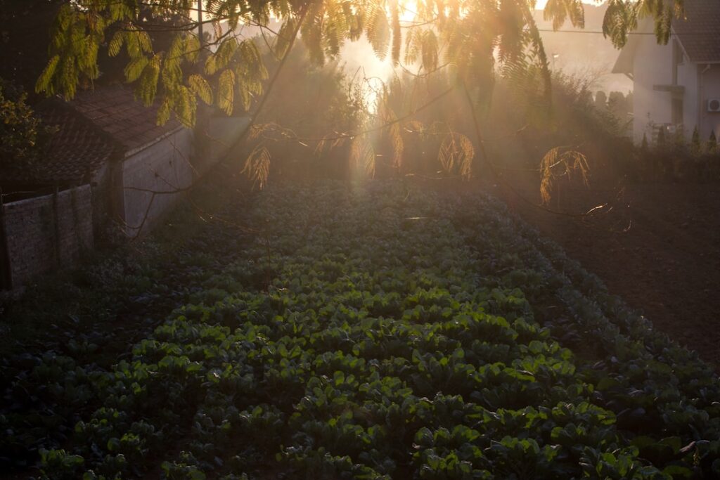 green-leafed plants photo