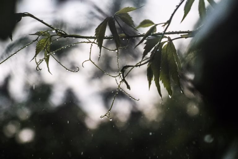 香りと記憶が、近くにあるわけ