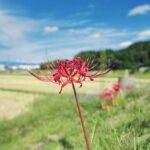 秋分の日、昼が少しだけ長い