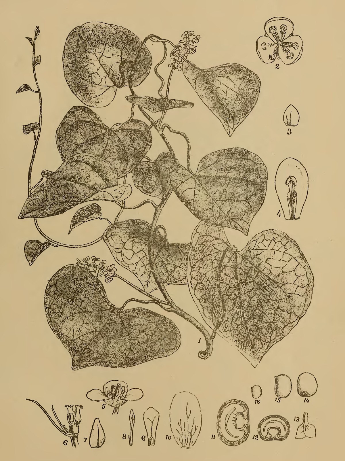 1918年刊行のインド薬用植物図譜に描かれた植物
