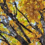 秋は、乾きの性質が強まる
