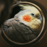 鳥肌は、毛のない体に残る