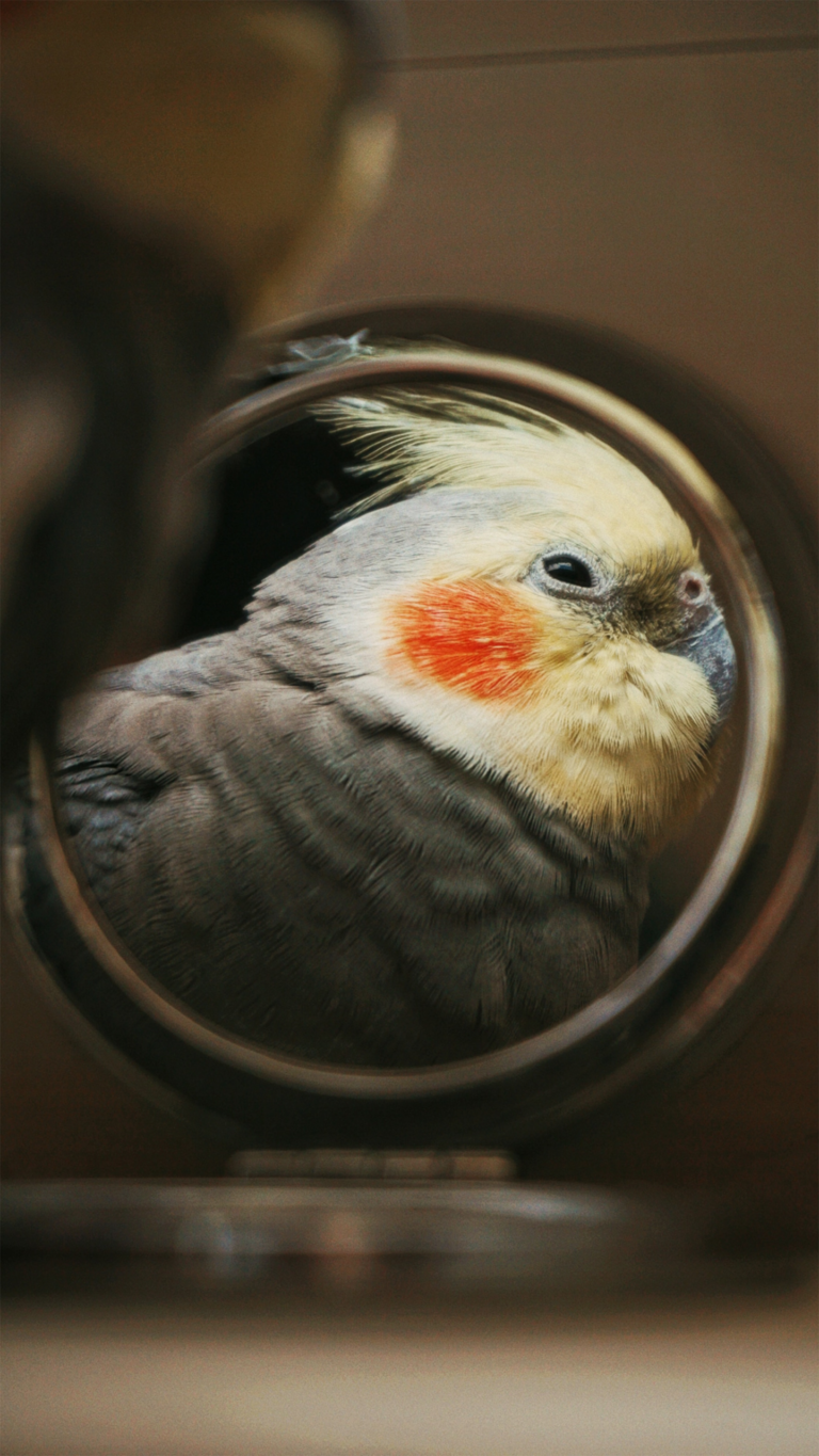 鳥肌は、毛のない体に残る